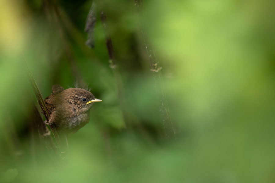 © Wex Photo Video bird2.jpg