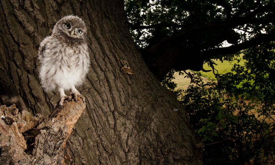 © Wex Photo Video owl.jpg