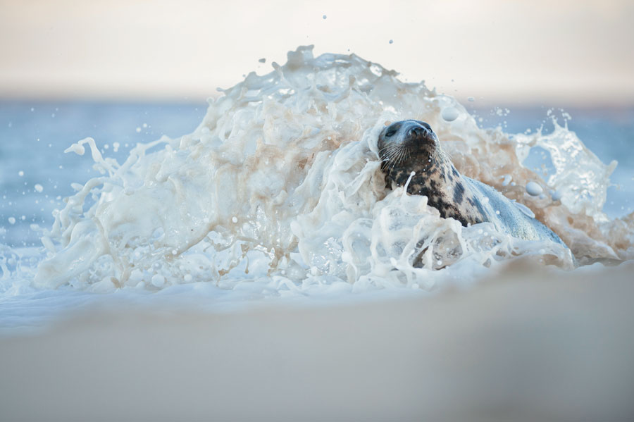 © Wex Photo Video seal.jpg