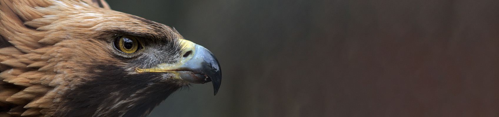 © Wex Photo Video uk wildlife TOP.jpg