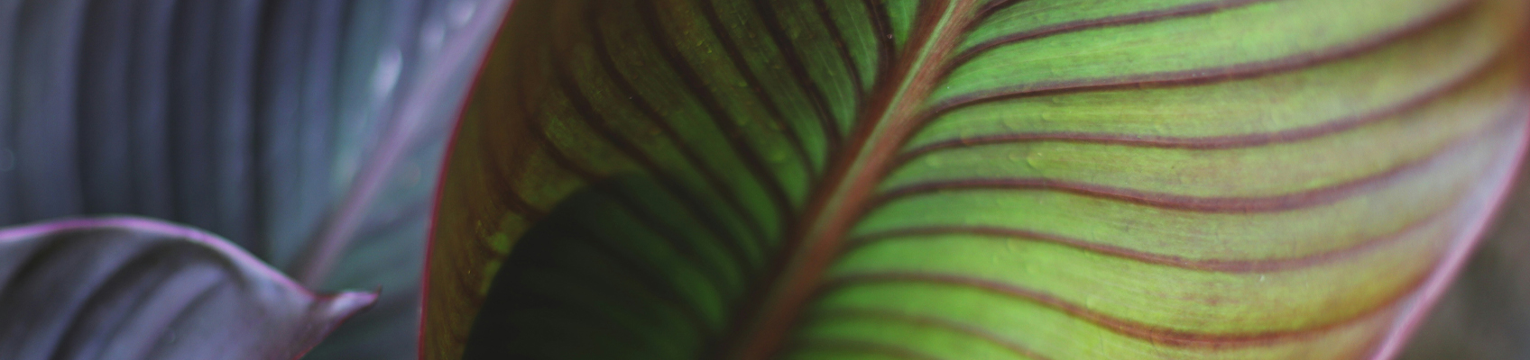 © Wex Photo Video macro acc top.jpg