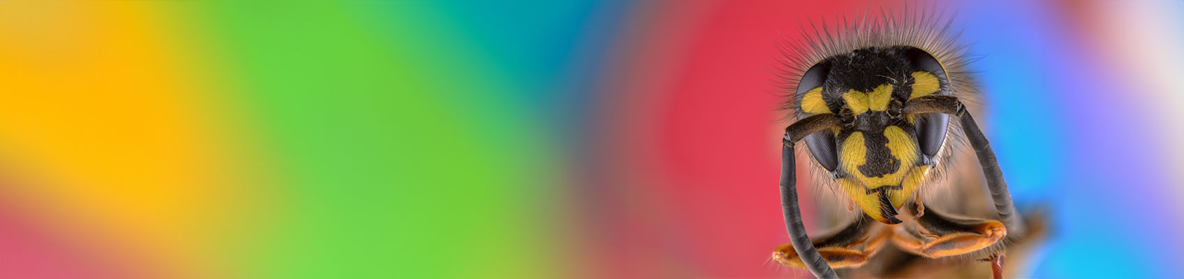 © Wex Photo Video macro top.jpg