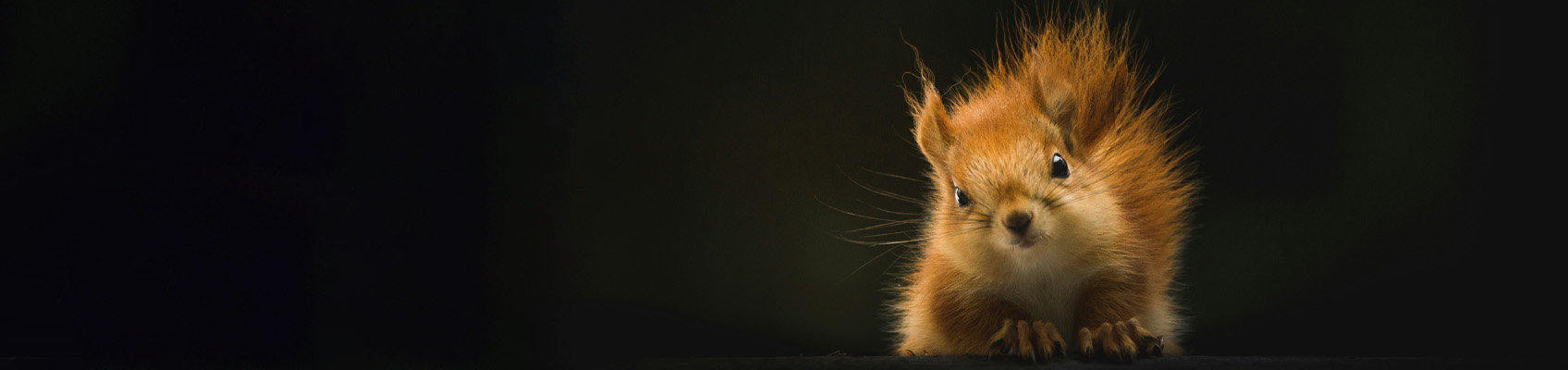 © Wex Photo Video wildlife acc top.jpg