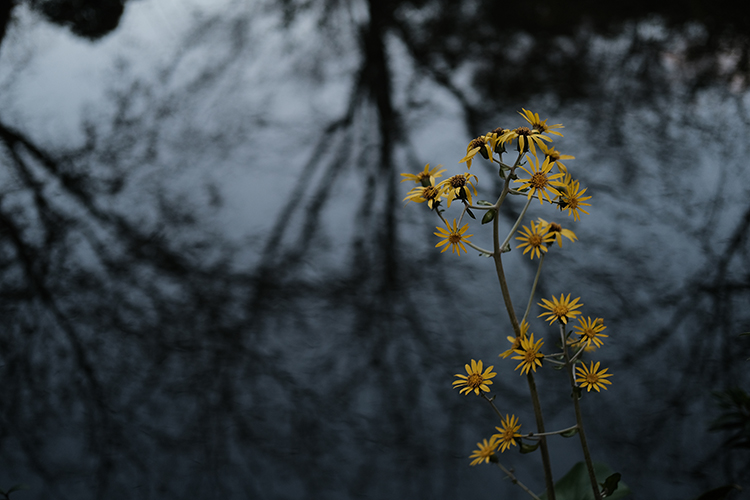 Fujifilm X-T30 sample image