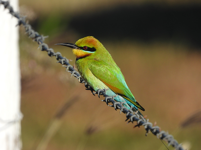Nikon Coolpix P1000 Digital Camera bird sample image