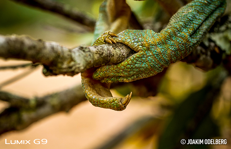 D850 Sample Image