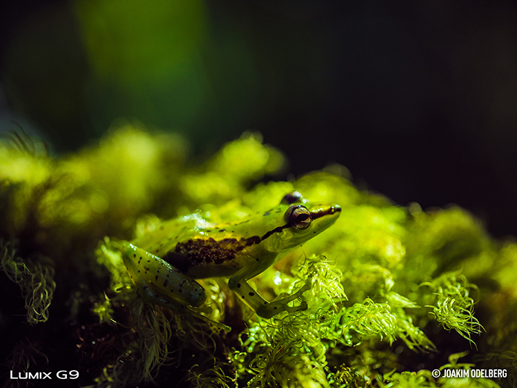 D850 Sample Image