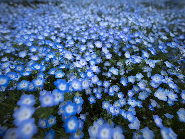 Sigma 14mm f1.8 sample image