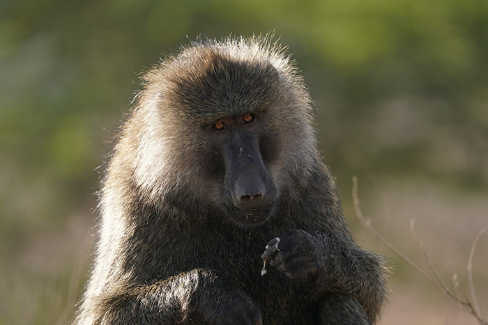 Sony FE 200-600mm f5.6-6.3 G OSS Lens wildlife sample image